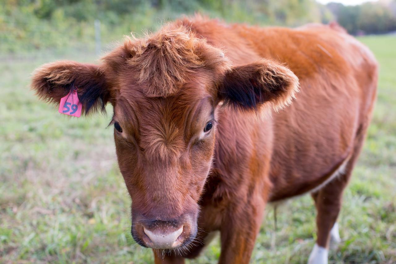 Woodstock Sustainable Farms Villa Стая снимка