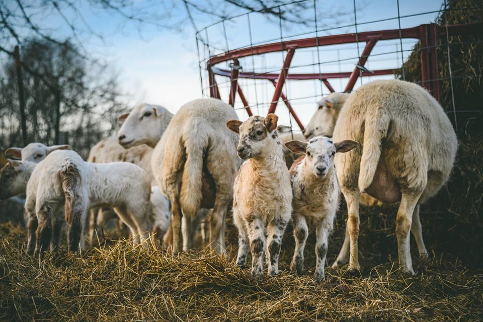 Woodstock Sustainable Farms Villa Стая снимка